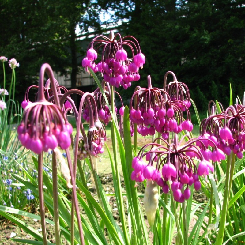 Allium cernuum 'Purple King'