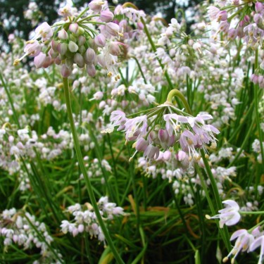 Allium cernuum 'White Max'