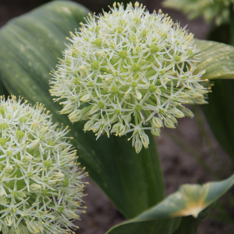 Allium karataviense 'Ivory Queen'