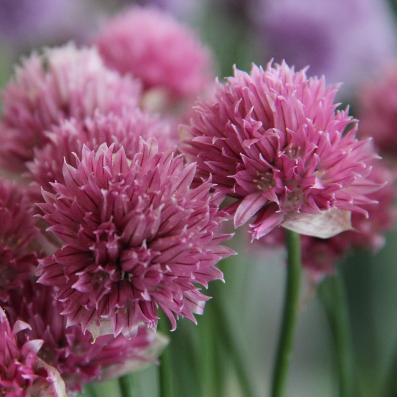 Allium schoenoprasum 'Forescate'
