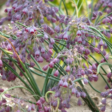 Allium sivasicum