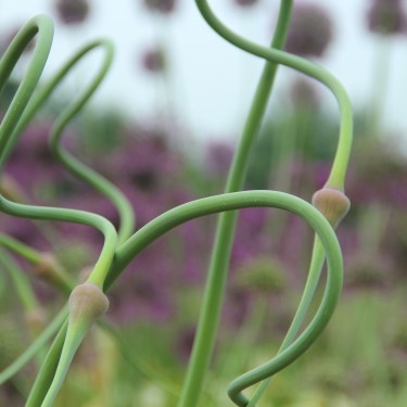 Allium tuncelianum