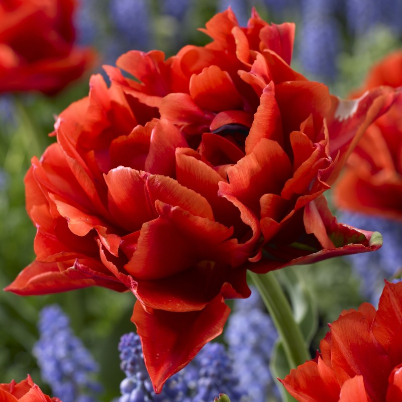 Tulipa 'Pieter Geraedts'