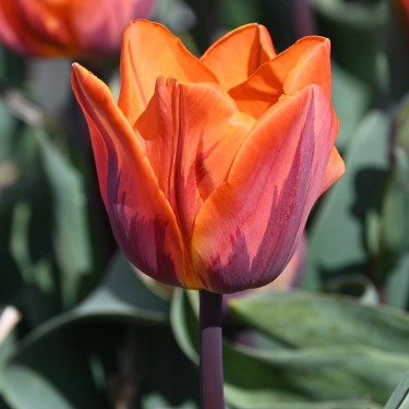 Tulipa 'Prinses Irene'