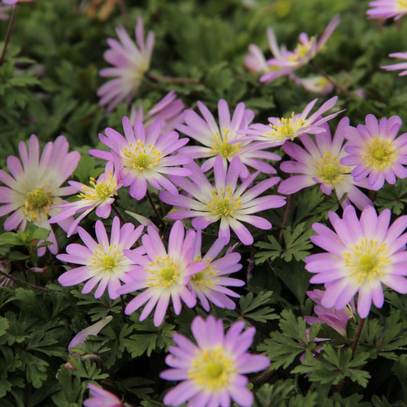 Anemone blanda 'Charmer'