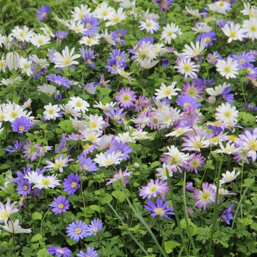 Anemone blanda -gemengde kleuren-