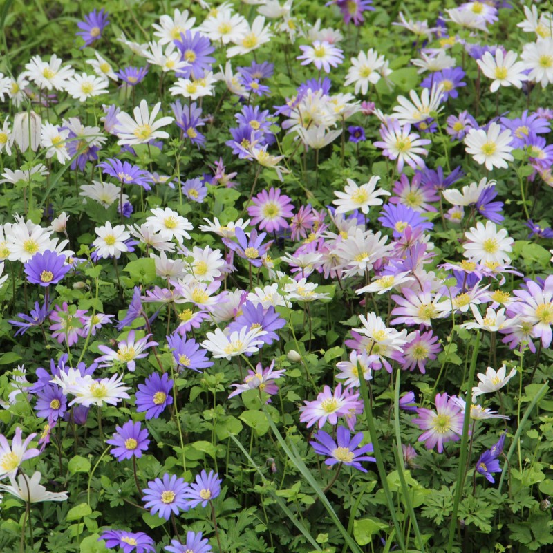 Anemone blanda -gemengde kleuren-