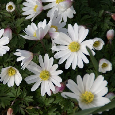 Anemone blanda 'White Splendour'