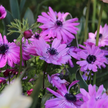 Anemone coronaria 'Admiral'