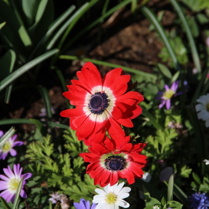Anemone coronaria 'Governor'