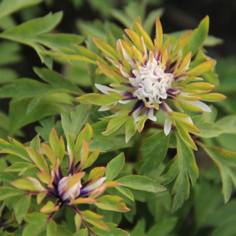 Anemone nemorosa 'Monstrosa'