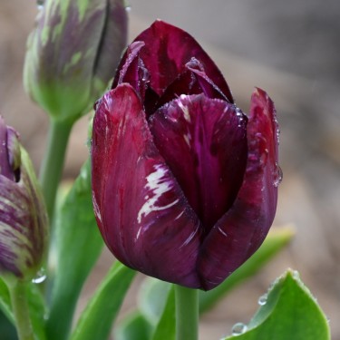 Tulipa 'Bessie' -broken-