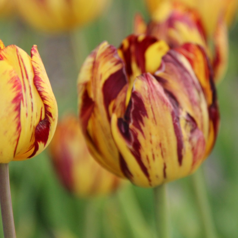 Tulipa 'Lord Stanley' -broken-