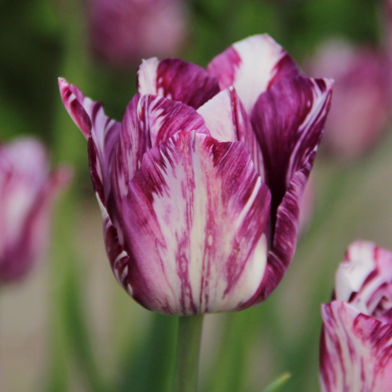 Tulipa 'Gipsy Girl'