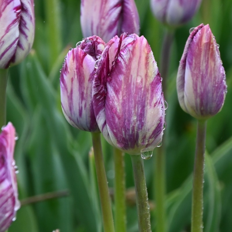 Tulipa 'Gipsy Girl'
