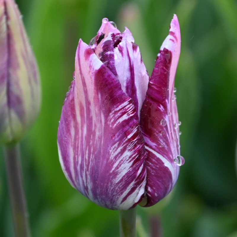 Tulipa 'Gipsy Girl'