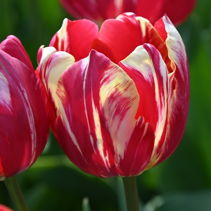 Tulipa 'Graaf van Buren'