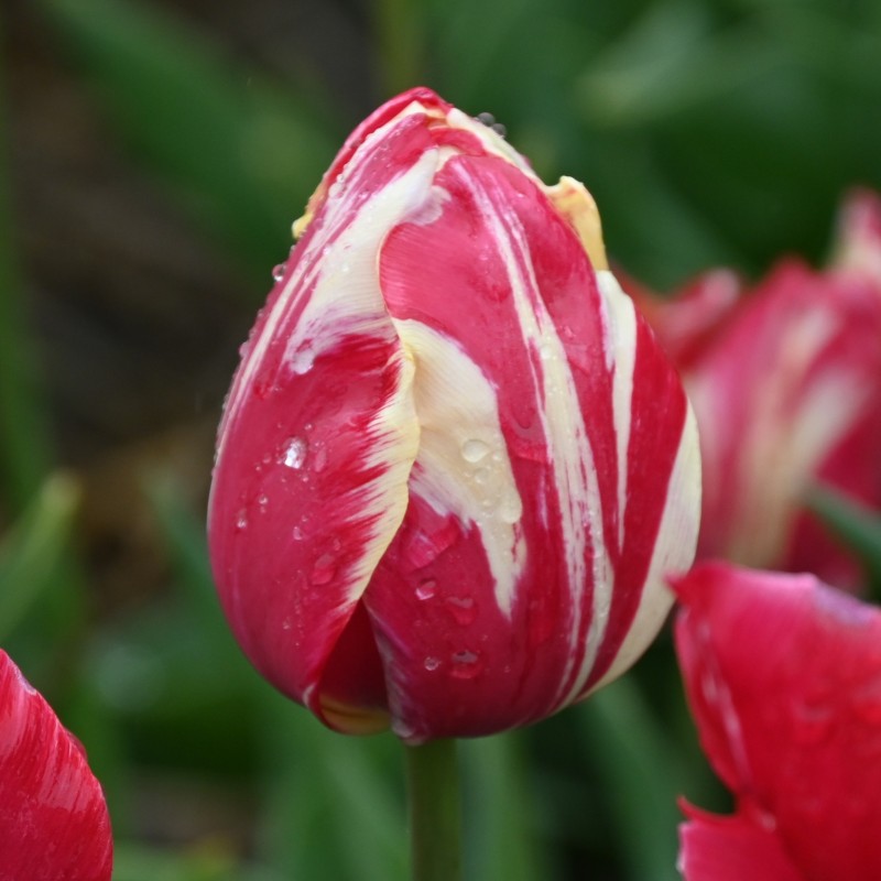 Tulipa 'Graaf van Buren'