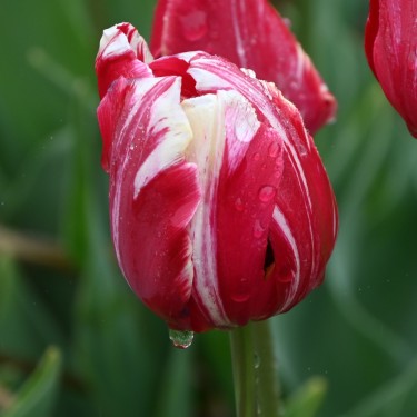 Tulipa 'Graaf van Buren'