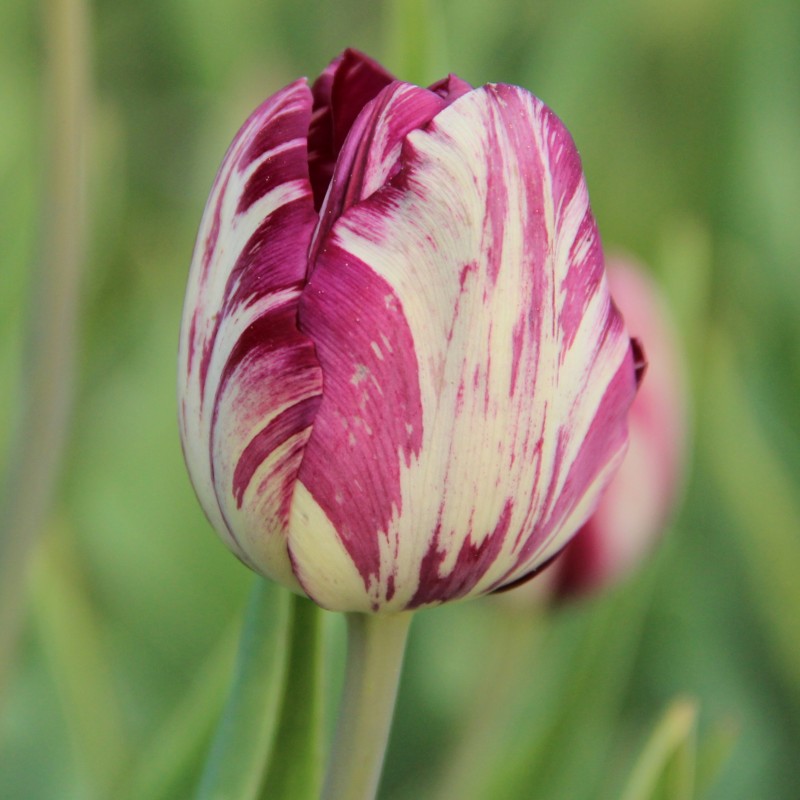 Tulipa 'Kievitseitje'