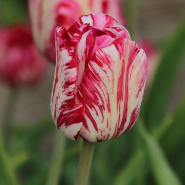Tulipa 'Mary Stuart'