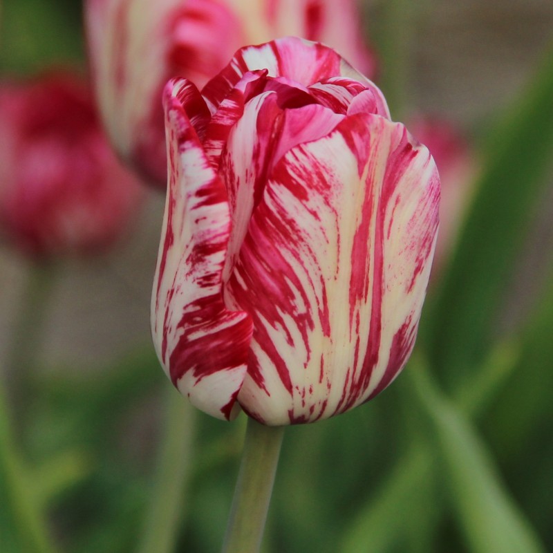 Tulipa 'Mary Stuart'