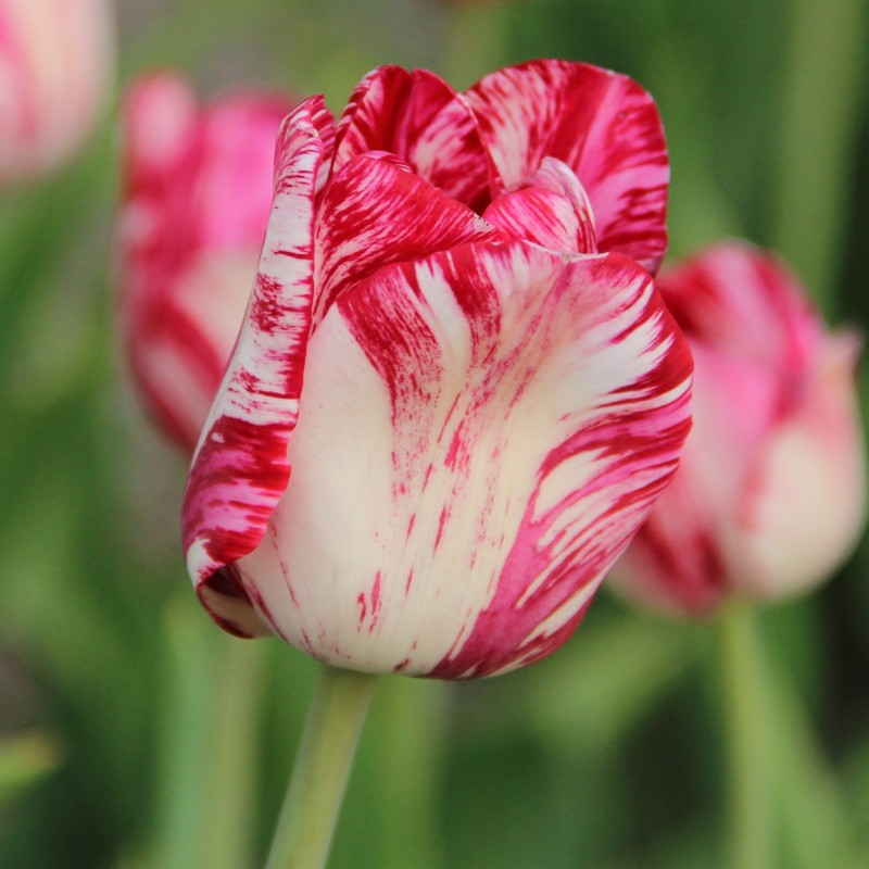 Tulipa 'Mary Stuart'