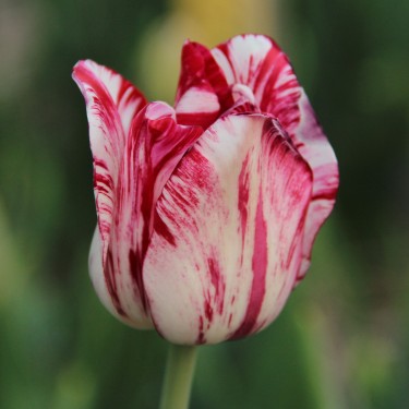 Tulipa 'Mary Stuart'