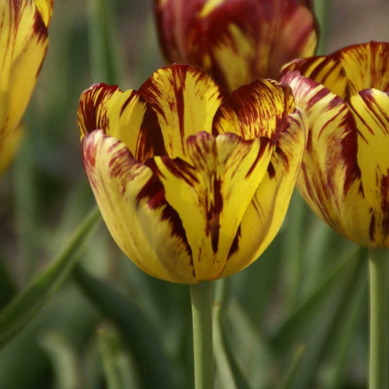 Tulipa 'Royal Souvereign'