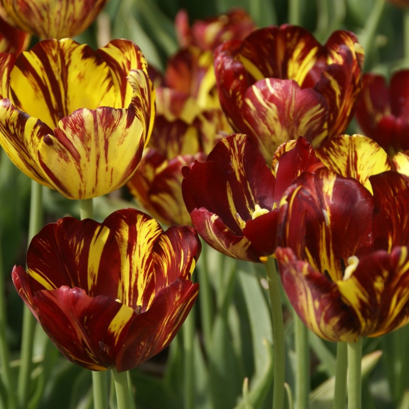 Tulipa 'Royal Souvereign'