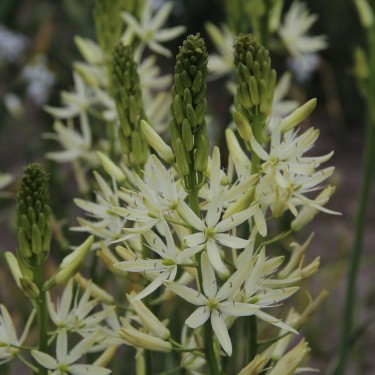 Camassia leichtlinii 'Sacajawea'