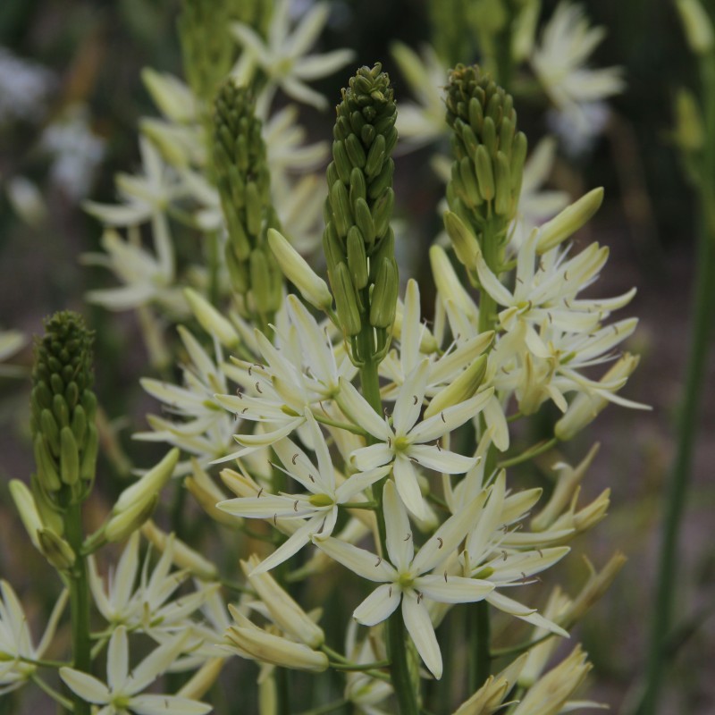 Camassia leichtlinii 'Sacajawea'