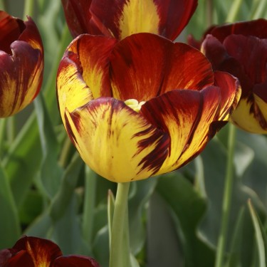 Tulipa 'Samuel Barlow' -broken-