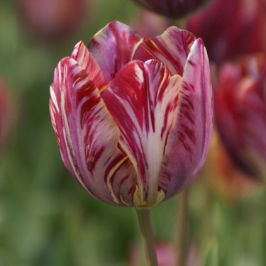 Tulipa 'The Lizard'