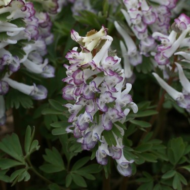 Corydalis solida 'Merlin'