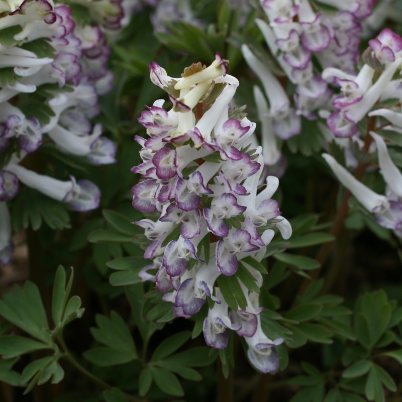 Corydalis solida 'Merlin'