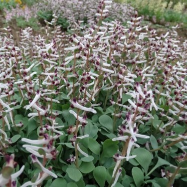 Corydalis ledebouriana