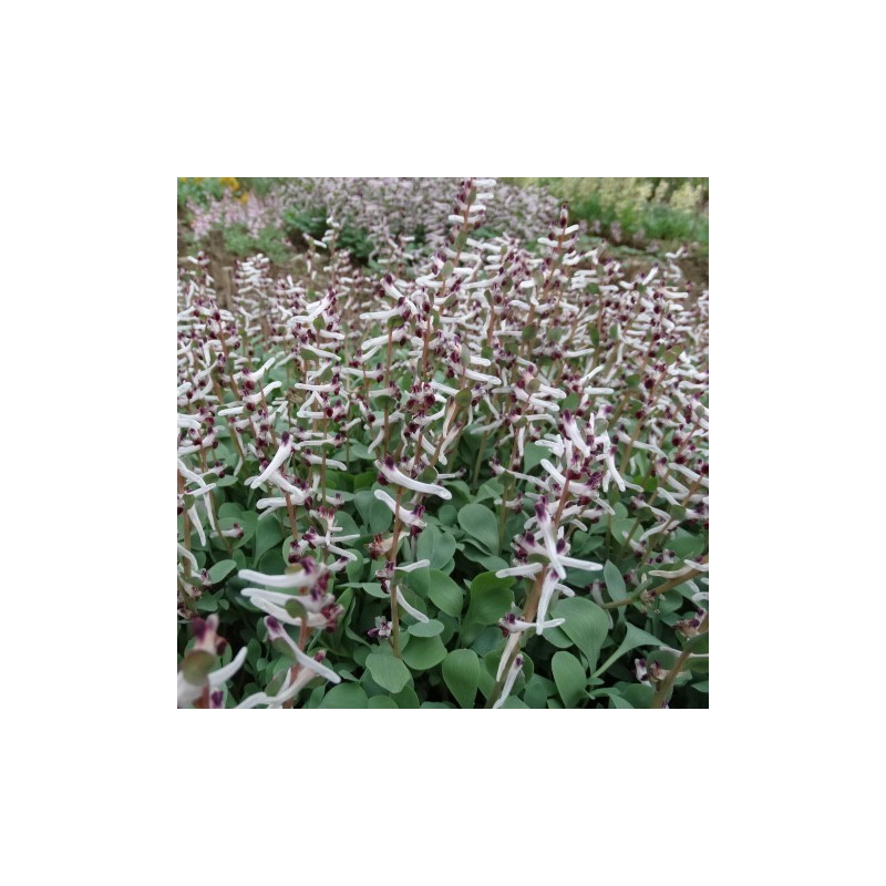 Corydalis ledebouriana