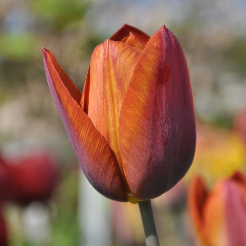 Tulipa 'Madras'