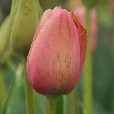 Tulipa 'Mrs. Harold I. Pratt'