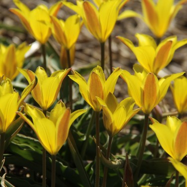 Tulipa iliensis