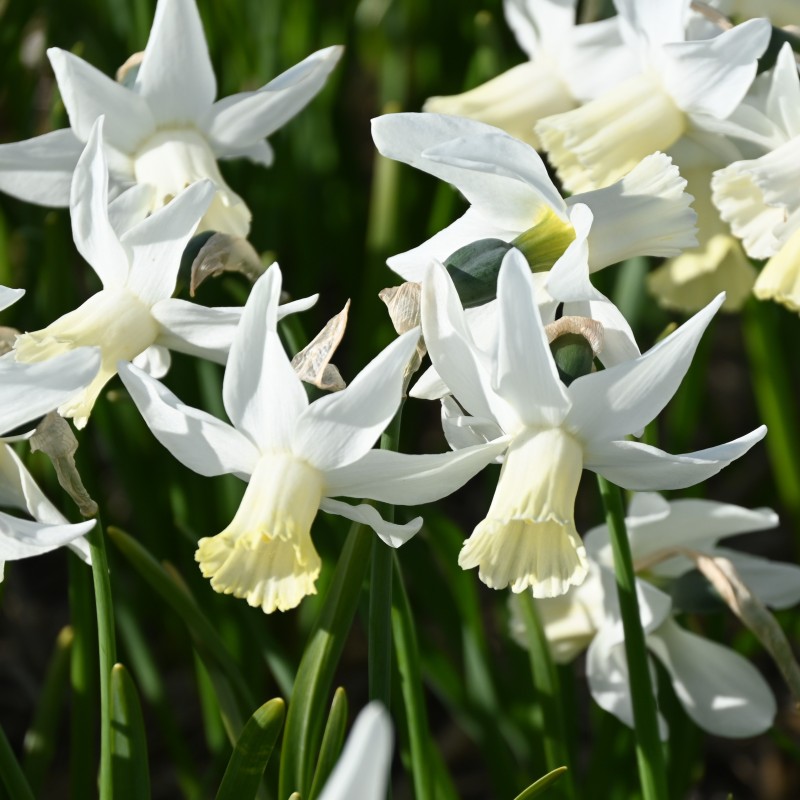 Narcissus 'Jenny'