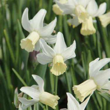 Narcissus 'Jenny'