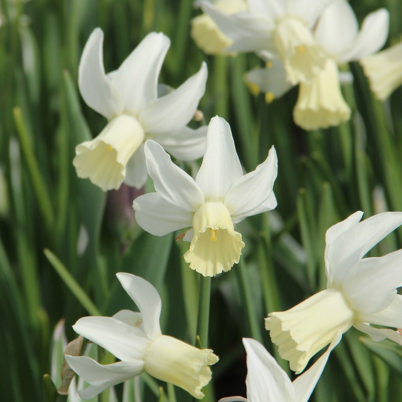 Narcissus 'Jenny'