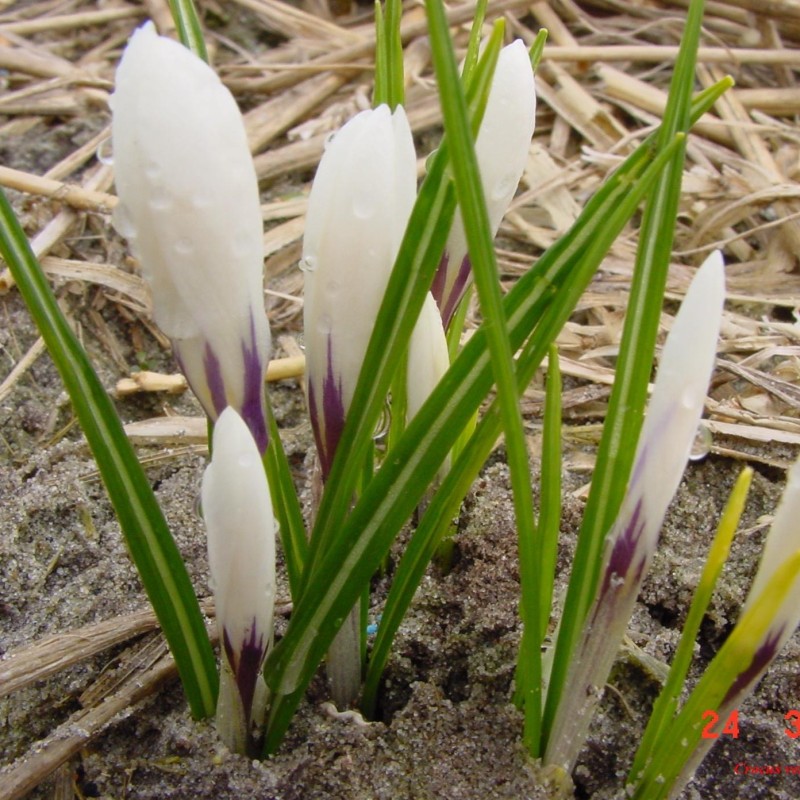 Crocus vernus subsp. albiflorus