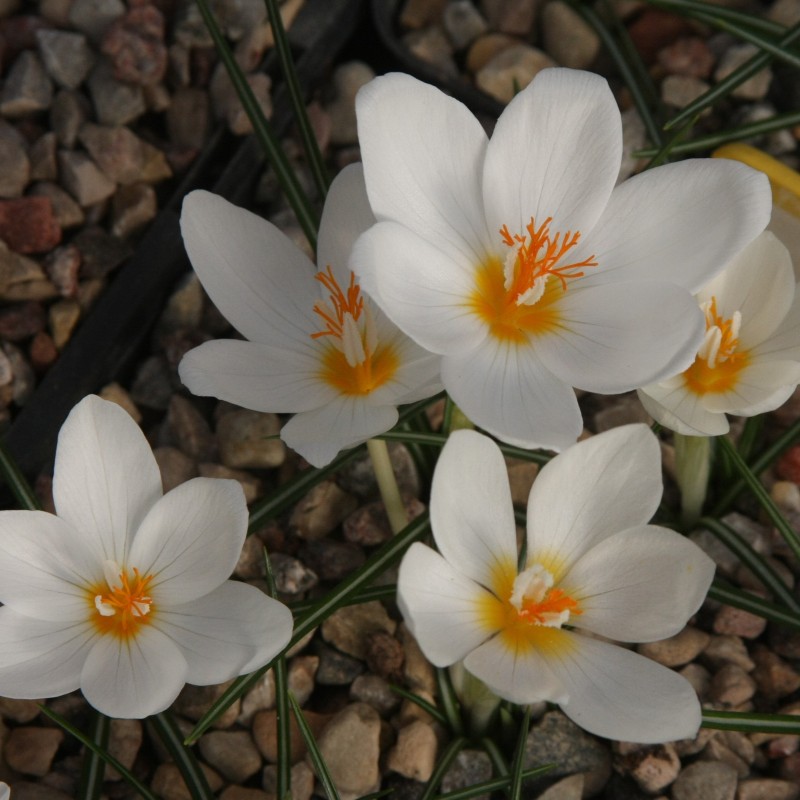 Crocus boryi