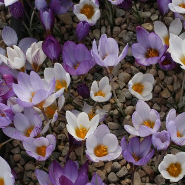 Crocus tauricus