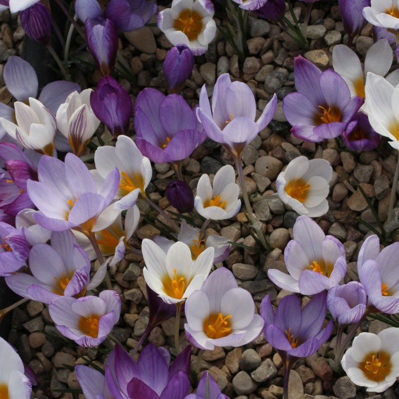 Crocus tauricus