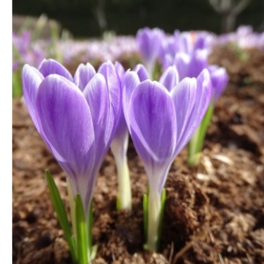 Crocus tommasinianus 'Lavender Striped'