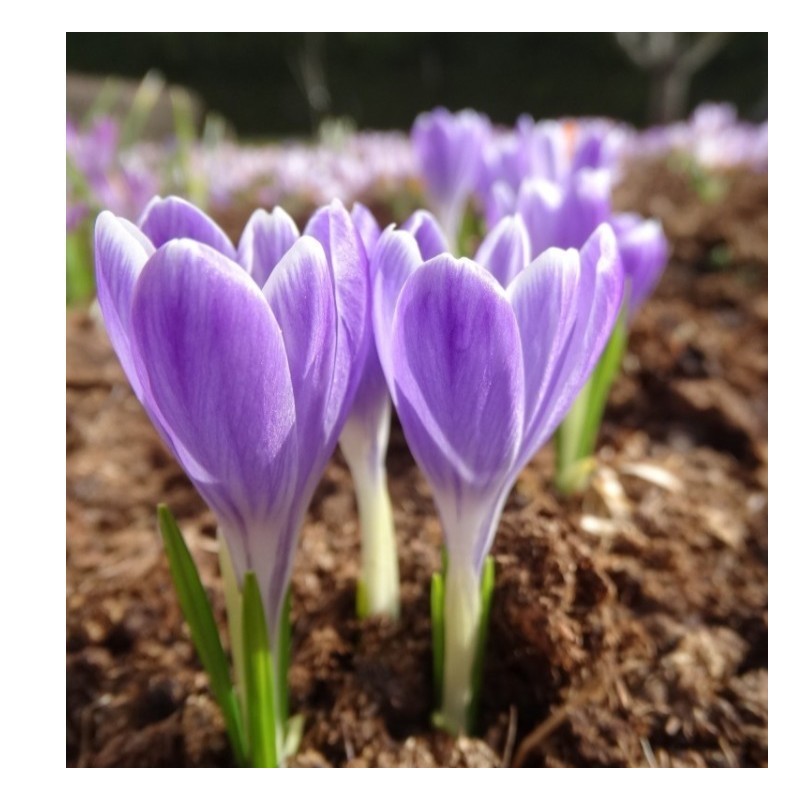 Crocus tommasinianus 'Lavender Striped'